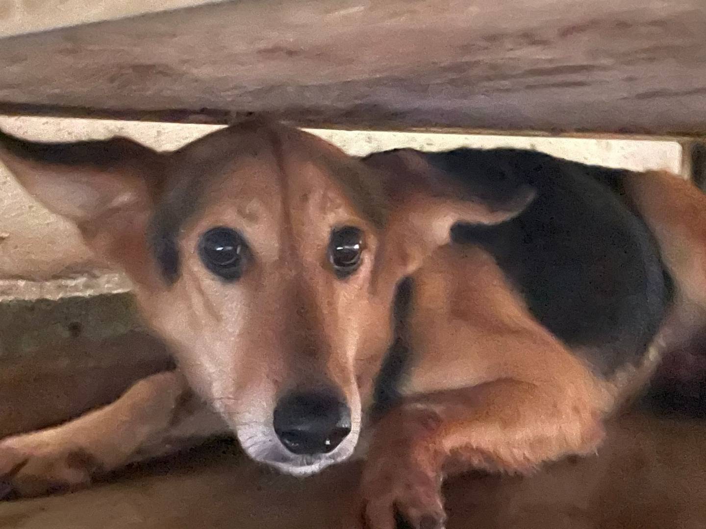 Adozione cane, femmina, Razza sconosciuta Razza sconosciuta, 9 anni e 9 mesi, taglia media, Frosinone