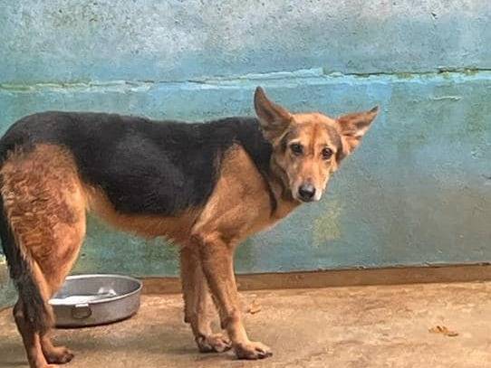 Adotta un cane, femmina, 9 anni e 9 mesi, Frosinone