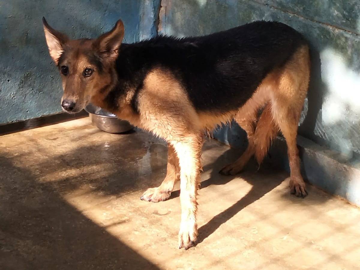 Adotta un cane, taglia media, femmina, Frosinone