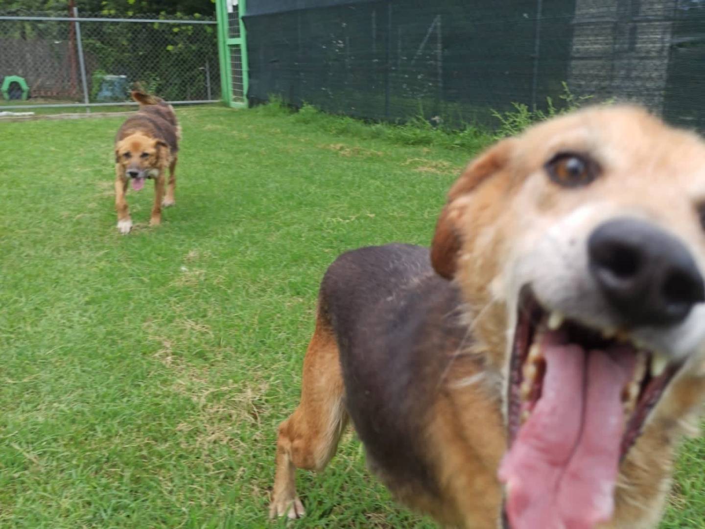 Vuoi adottare un cane a Frosinone?