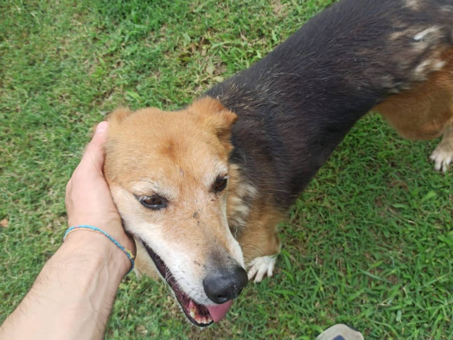 Adotta il cane Franco e Pippo  a Frosinone