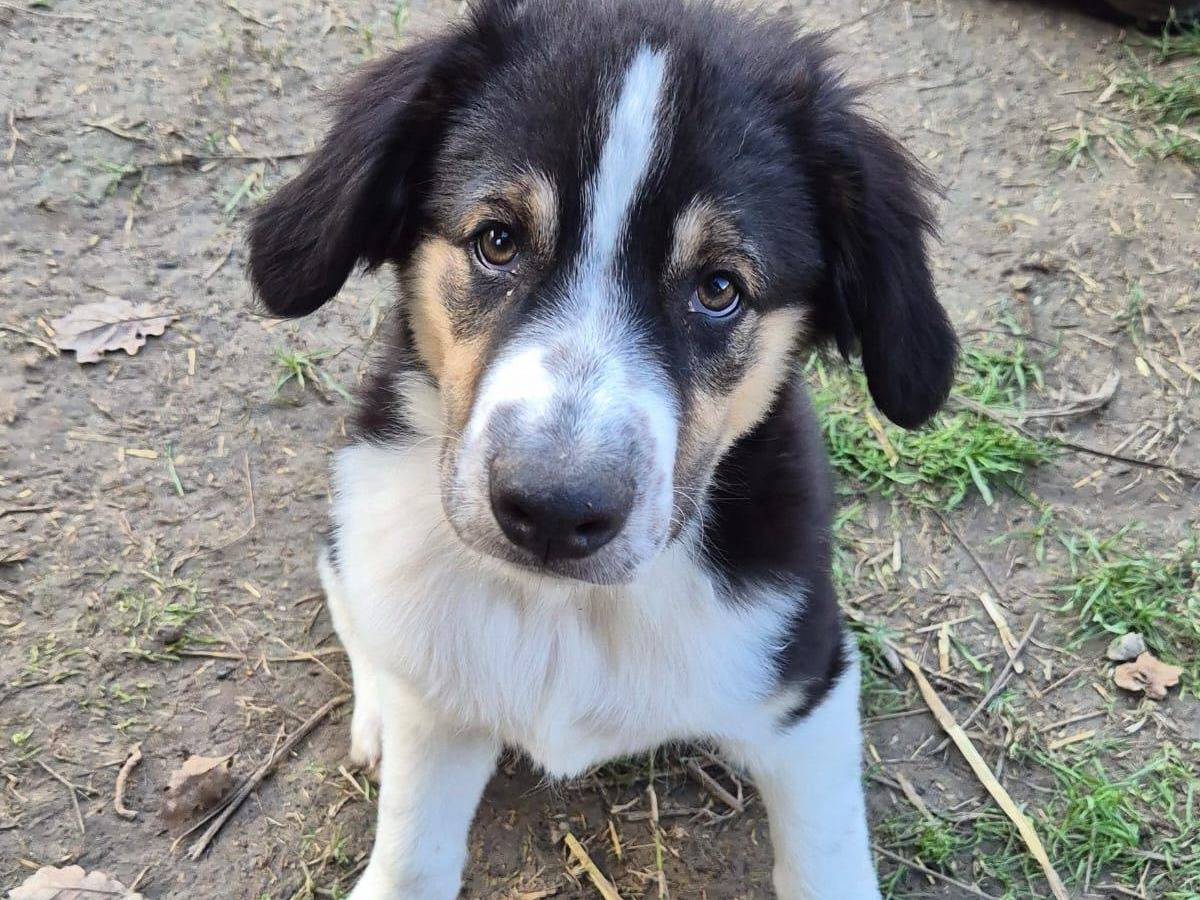 Adozione cane, maschio, Razza sconosciuta Razza sconosciuta, 4 mesi, taglia media, Frosinone