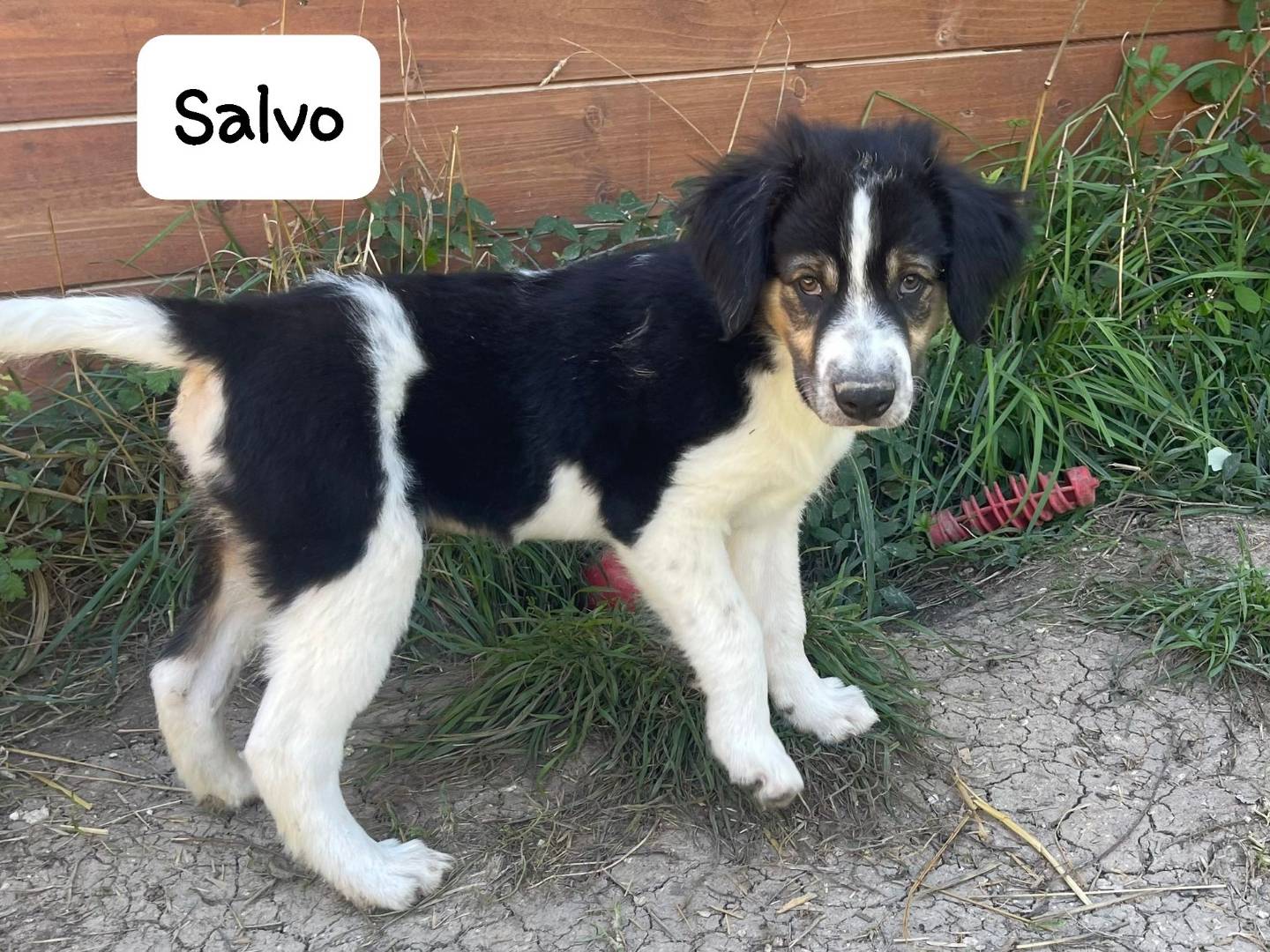Adotta un cane, maschio, 4 mesi, Frosinone