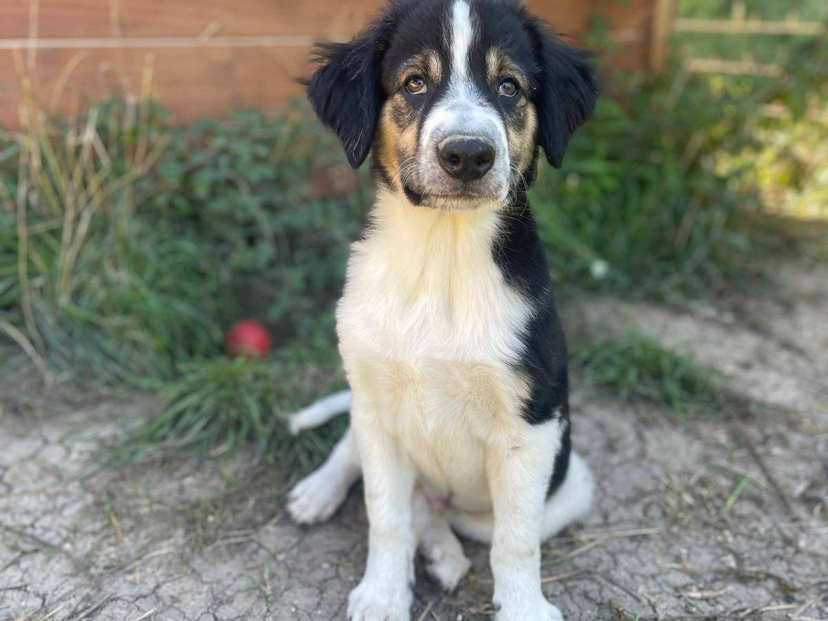 Adotta un cane, taglia media, maschio, Frosinone
