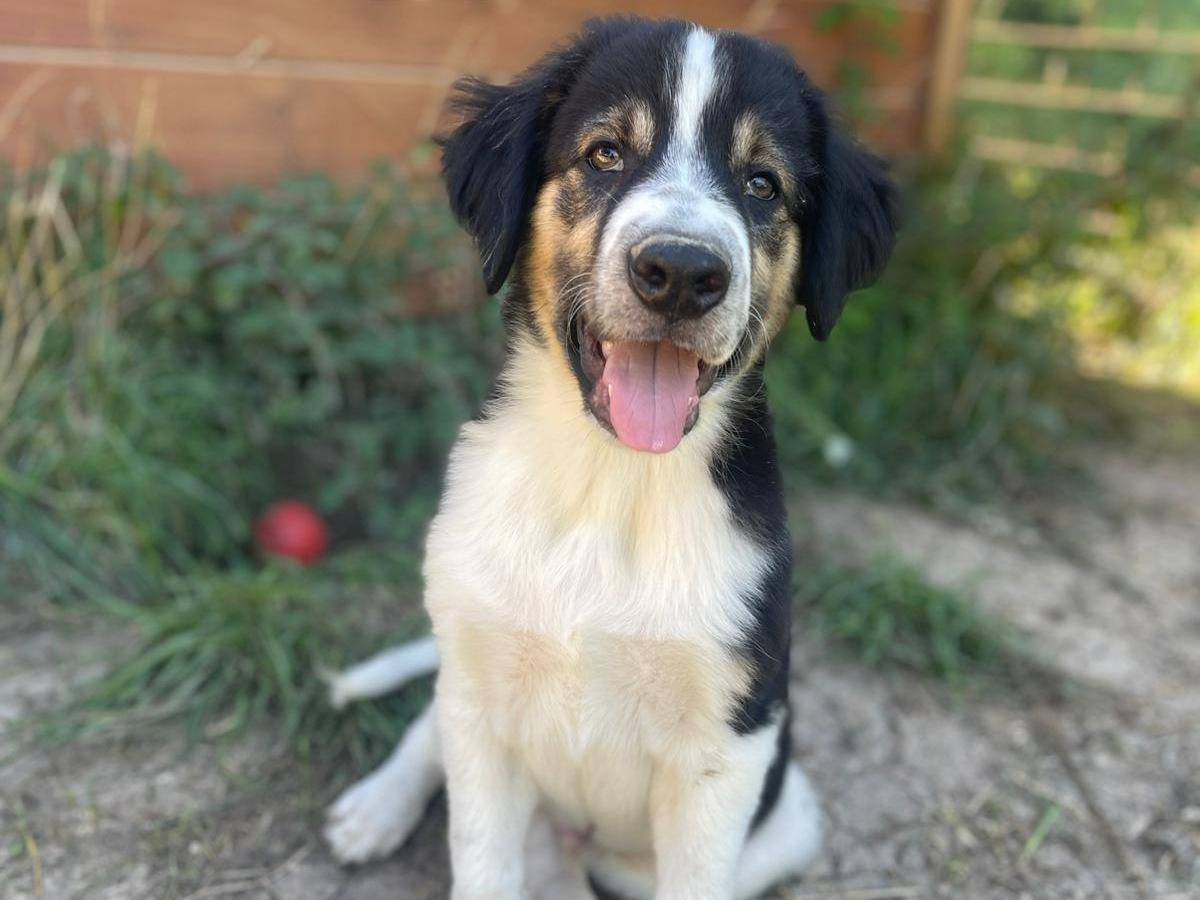 Vuoi adottare un cane a Frosinone?