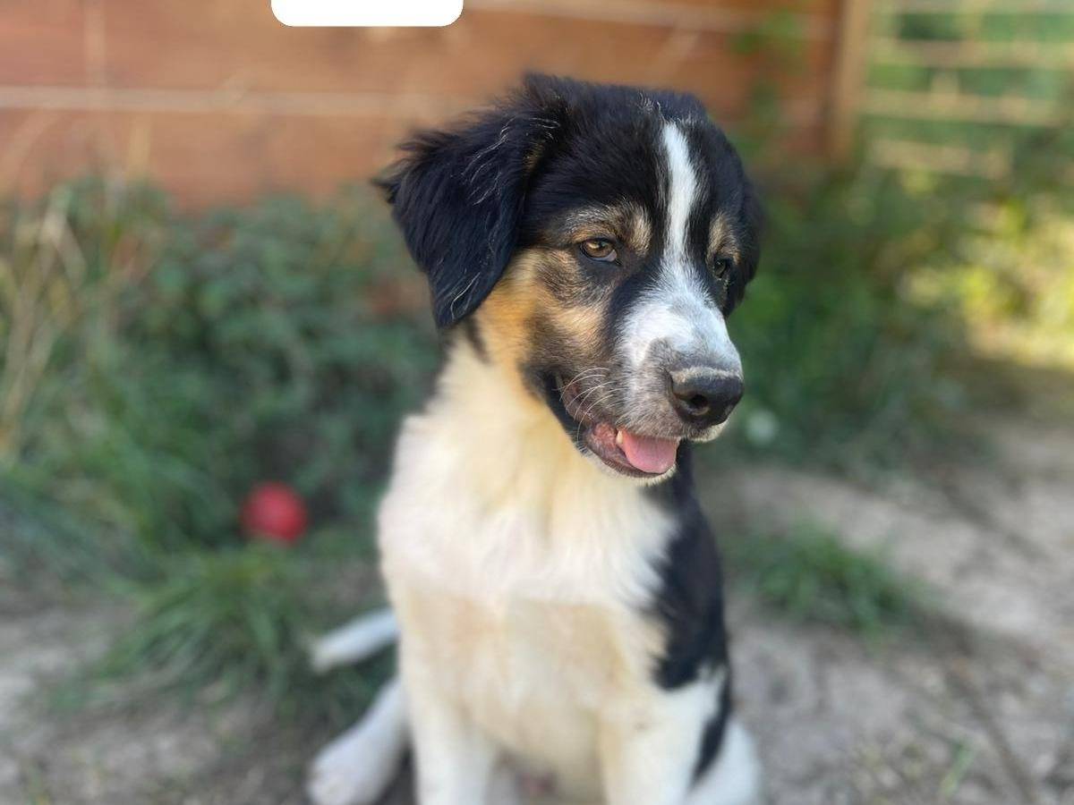 Adotta il cane Salvo a Frosinone