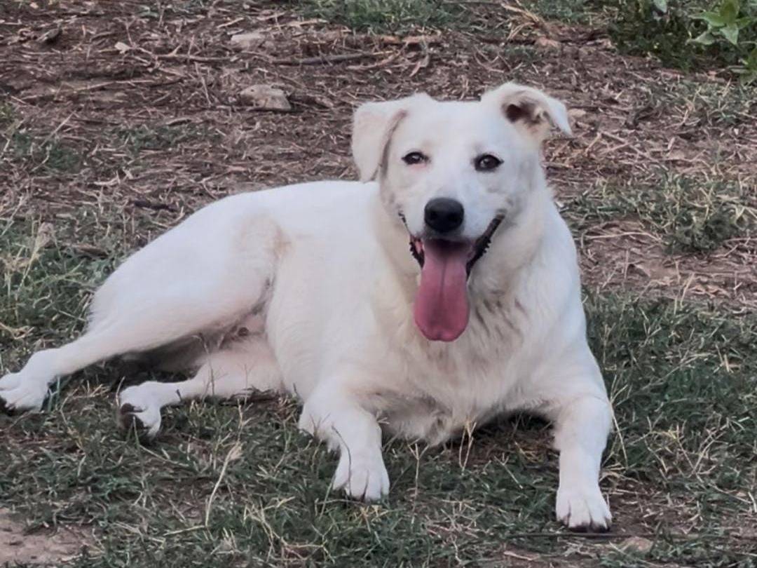 Adotta il cane Wilma a Crotone