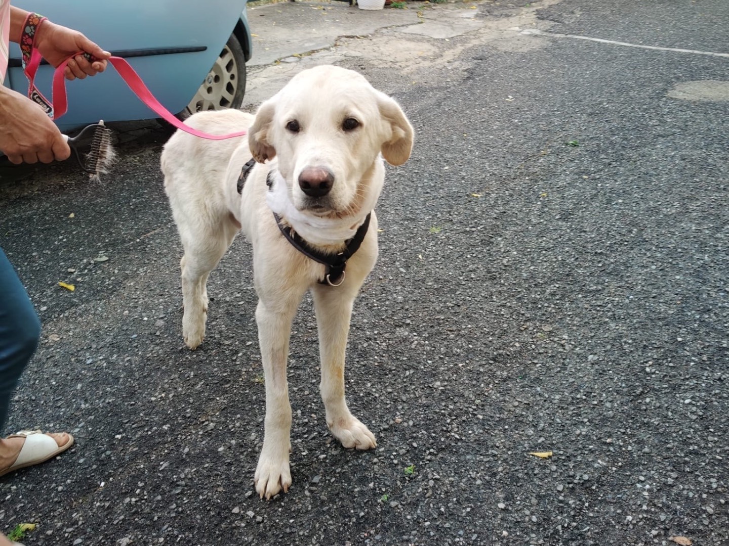 Adozione cane, maschio, Razza sconosciuta Razza sconosciuta, 2 anni e 2 mesi, taglia gigante, Crotone