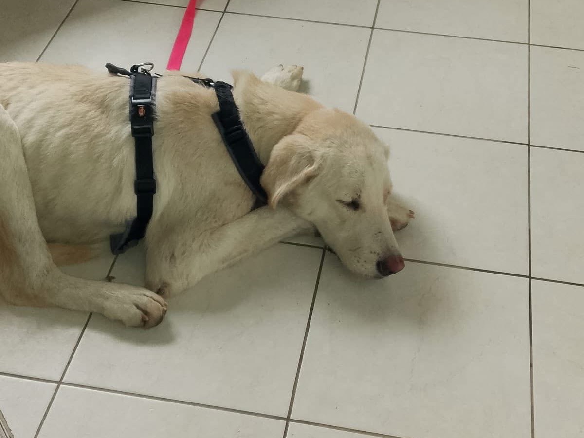 Adotta un cane, maschio, 2 anni e 2 mesi, Crotone