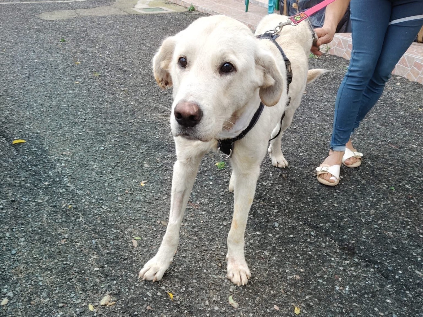 Adotta un cane, taglia gigante, maschio, Crotone