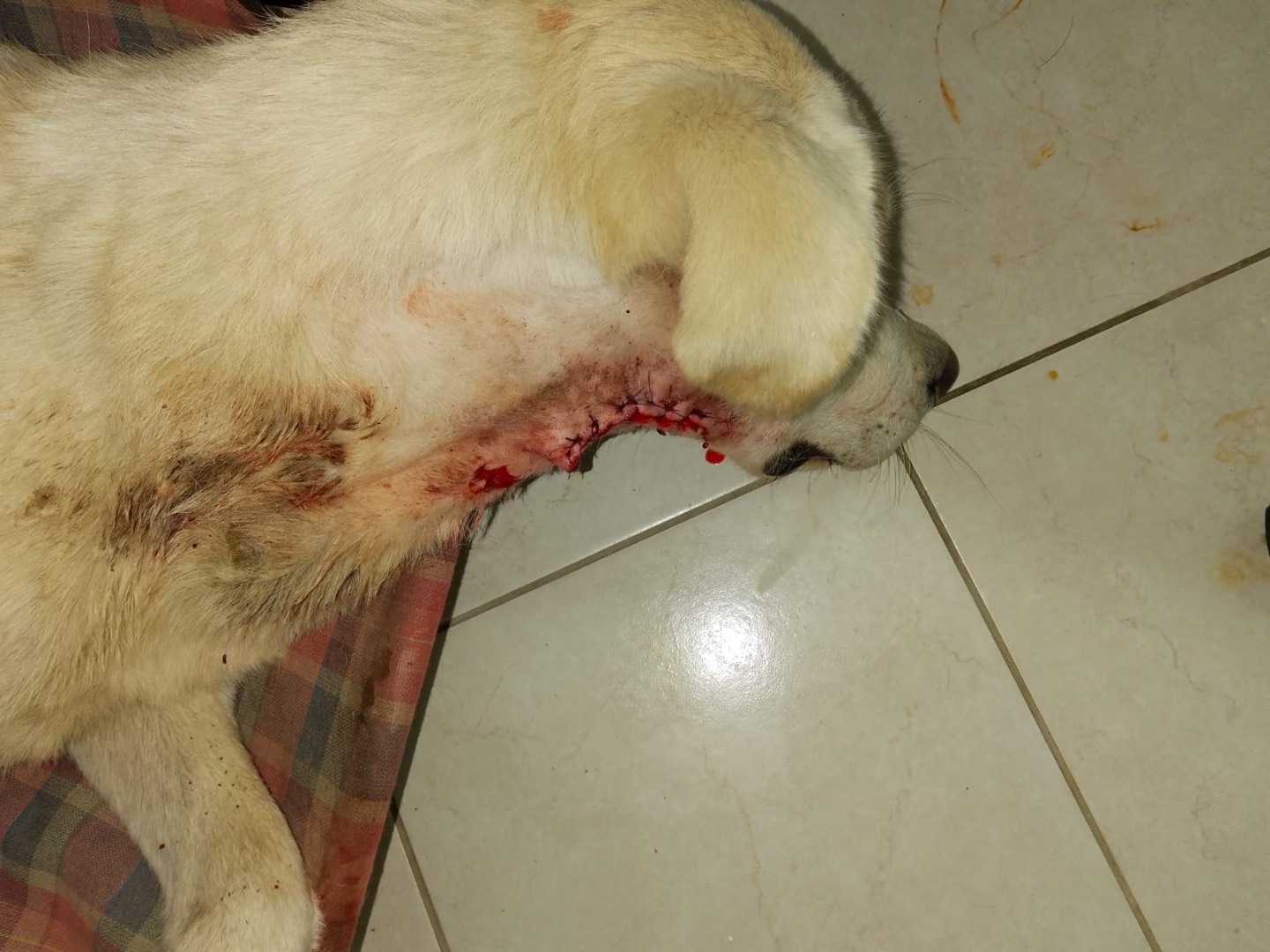 Vuoi adottare un cane a Crotone?
