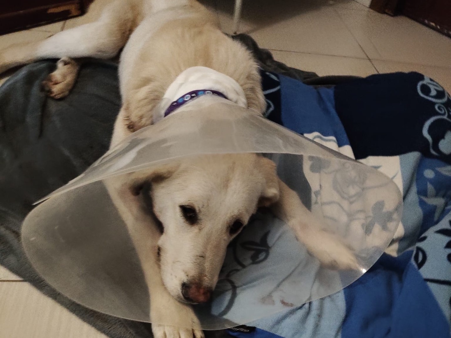 Adotta il cane DYLAN a Crotone