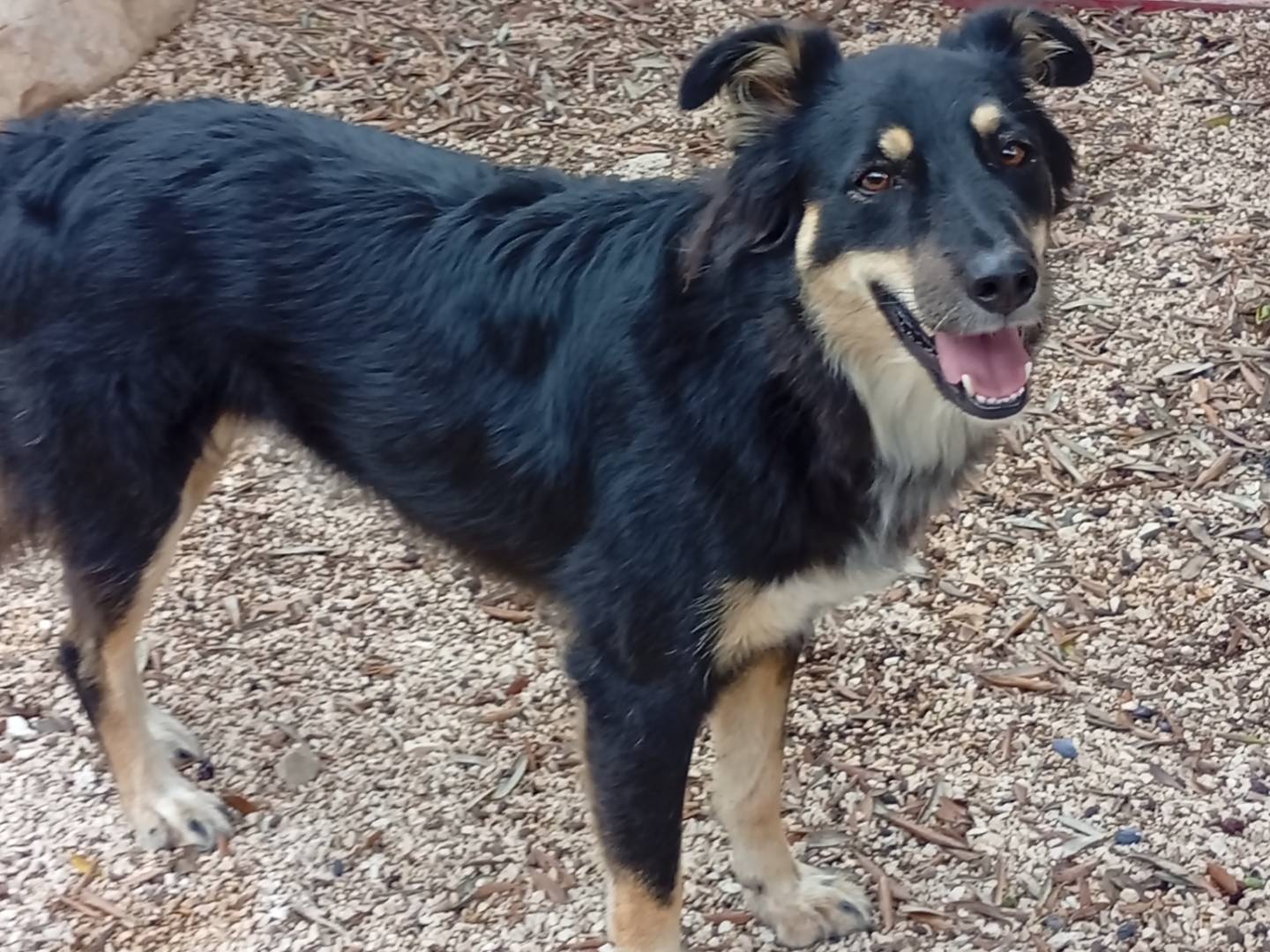 Adozione cane, femmina, Razza sconosciuta Razza sconosciuta, 2 anni e 10 mesi, taglia media, Bari