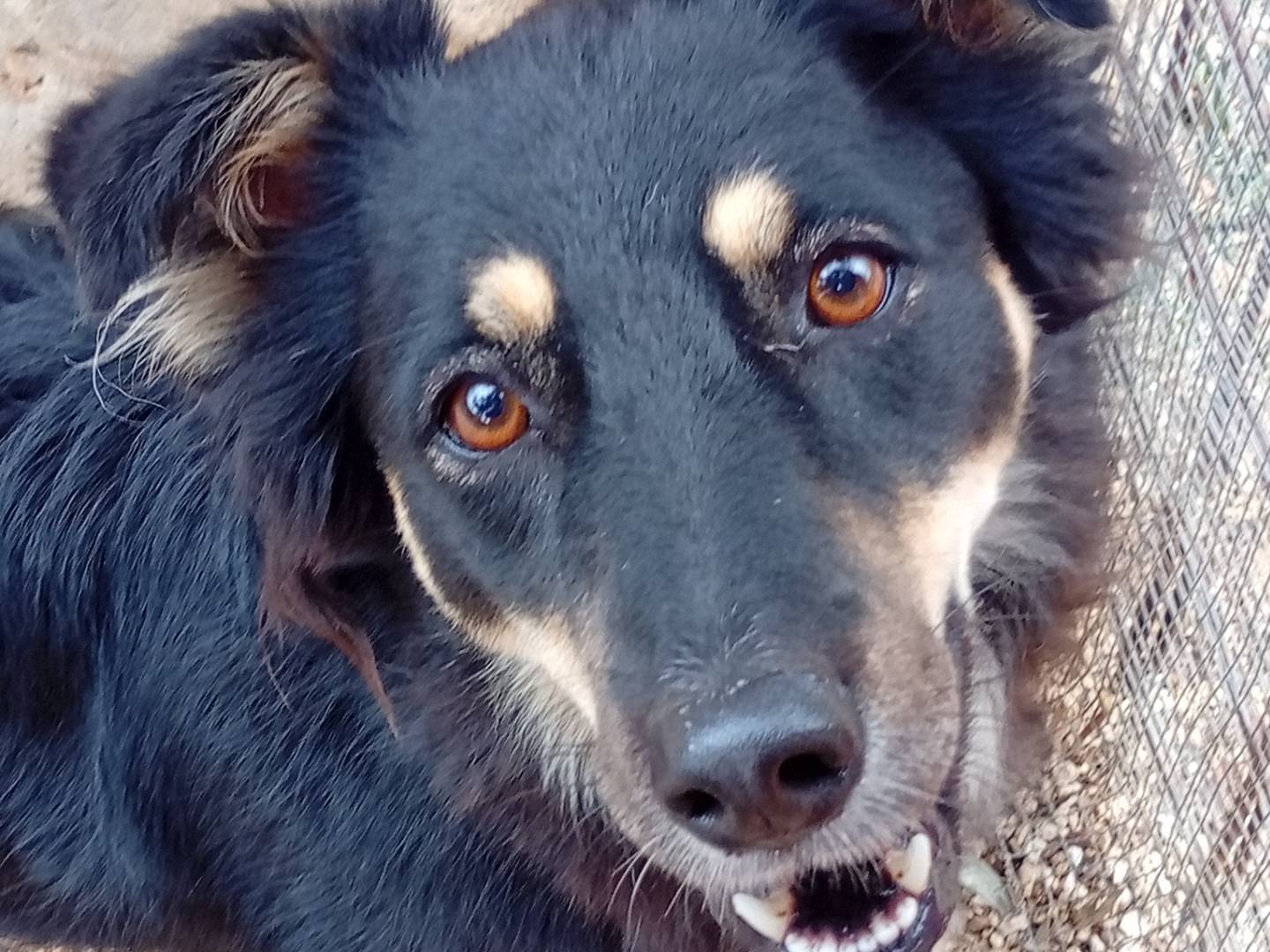 Adotta un cane, femmina, 2 anni e 10 mesi, Bari