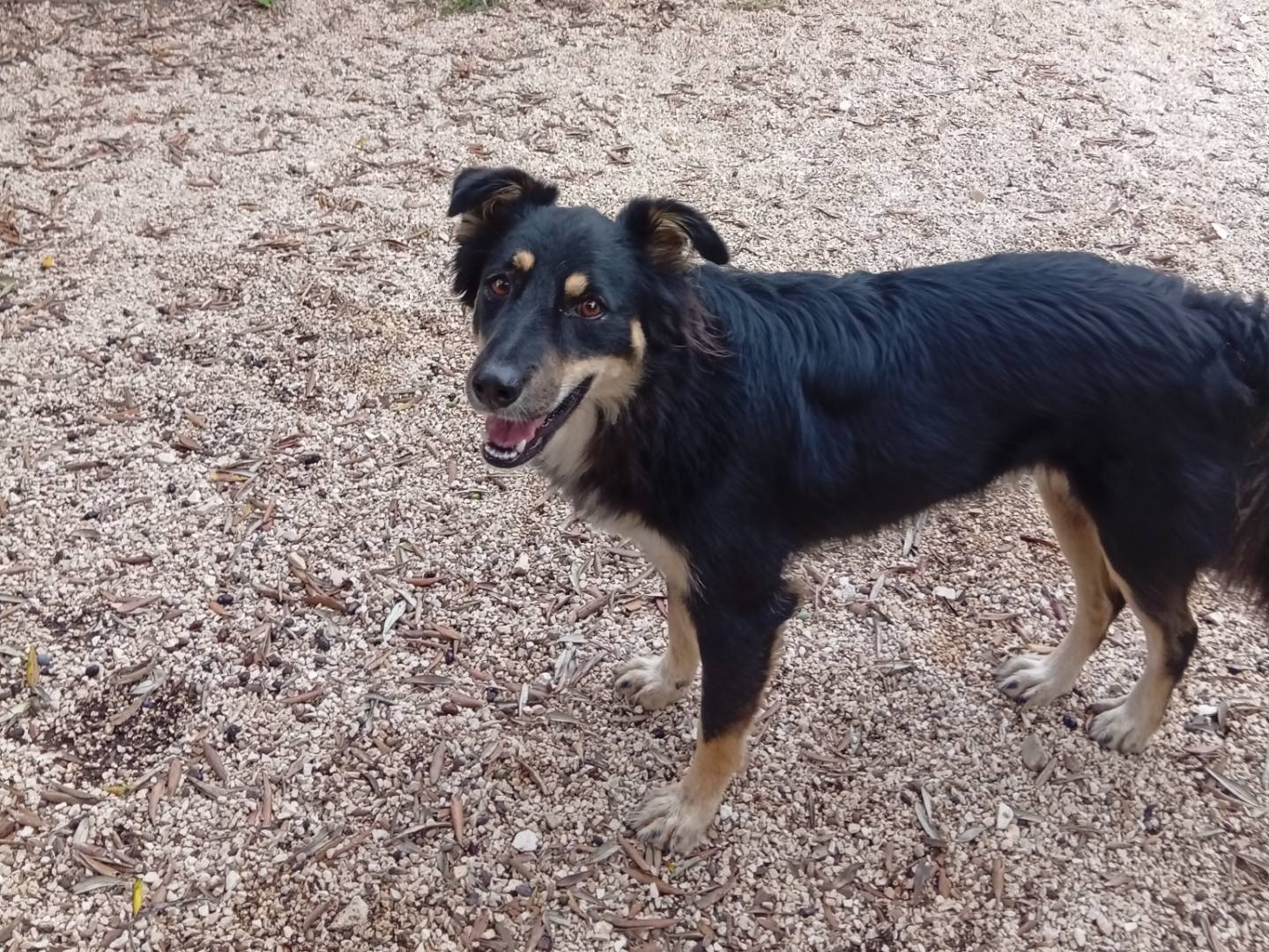 Adotta un cane, taglia media, femmina, Bari