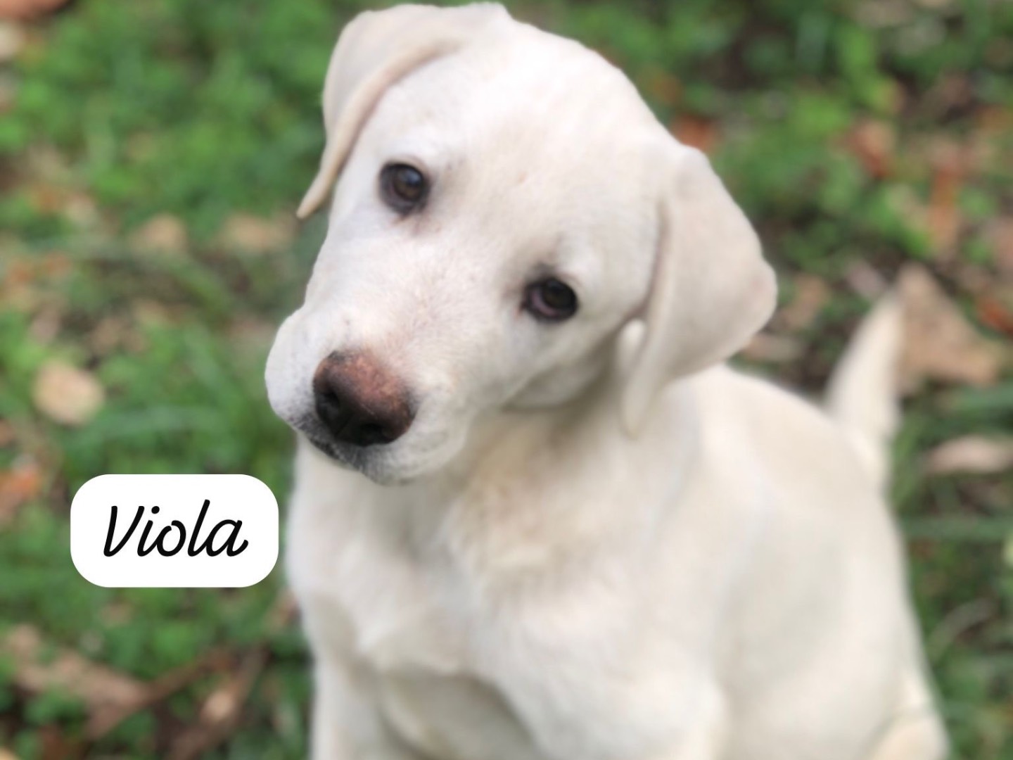 Adozione cane, femmina, Labrador Retriever Razza sconosciuta, 4 mesi, taglia media, Siracusa