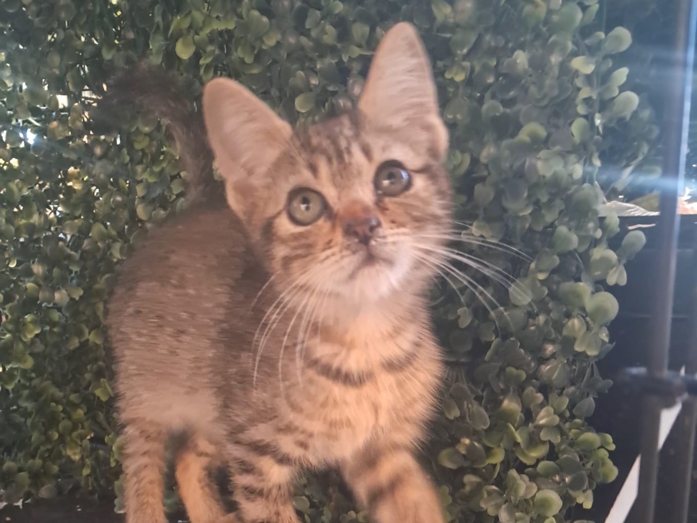 Adozione cane, femmina, Razza sconosciuta Razza sconosciuta, 4 mesi, taglia piccola, Crotone