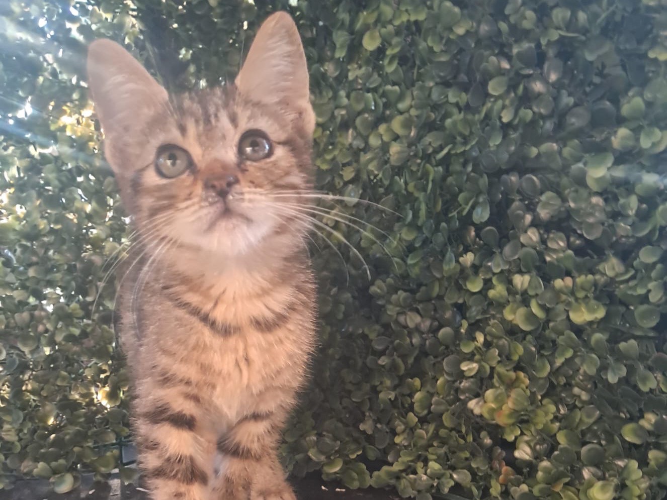 Adotta un cane, femmina, 4 mesi, Crotone