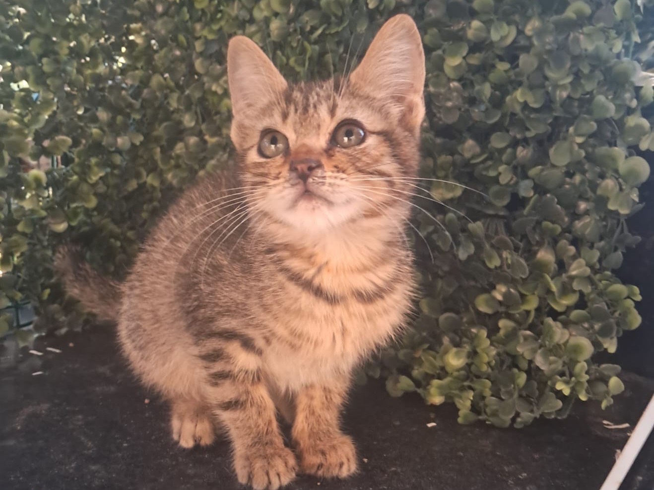 Adotta un cane, taglia piccola, femmina, Crotone