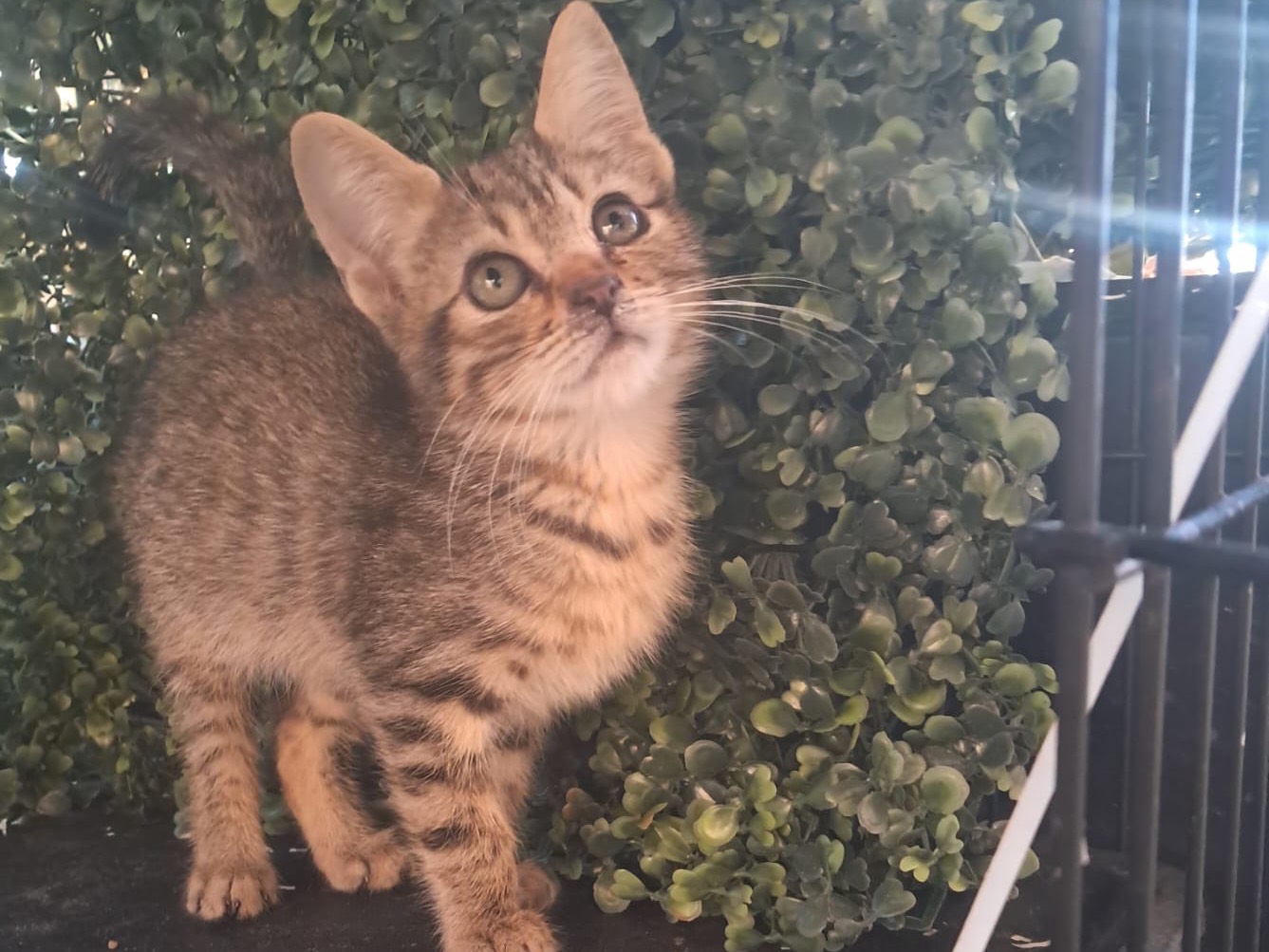 Vuoi adottare un cane a Crotone?