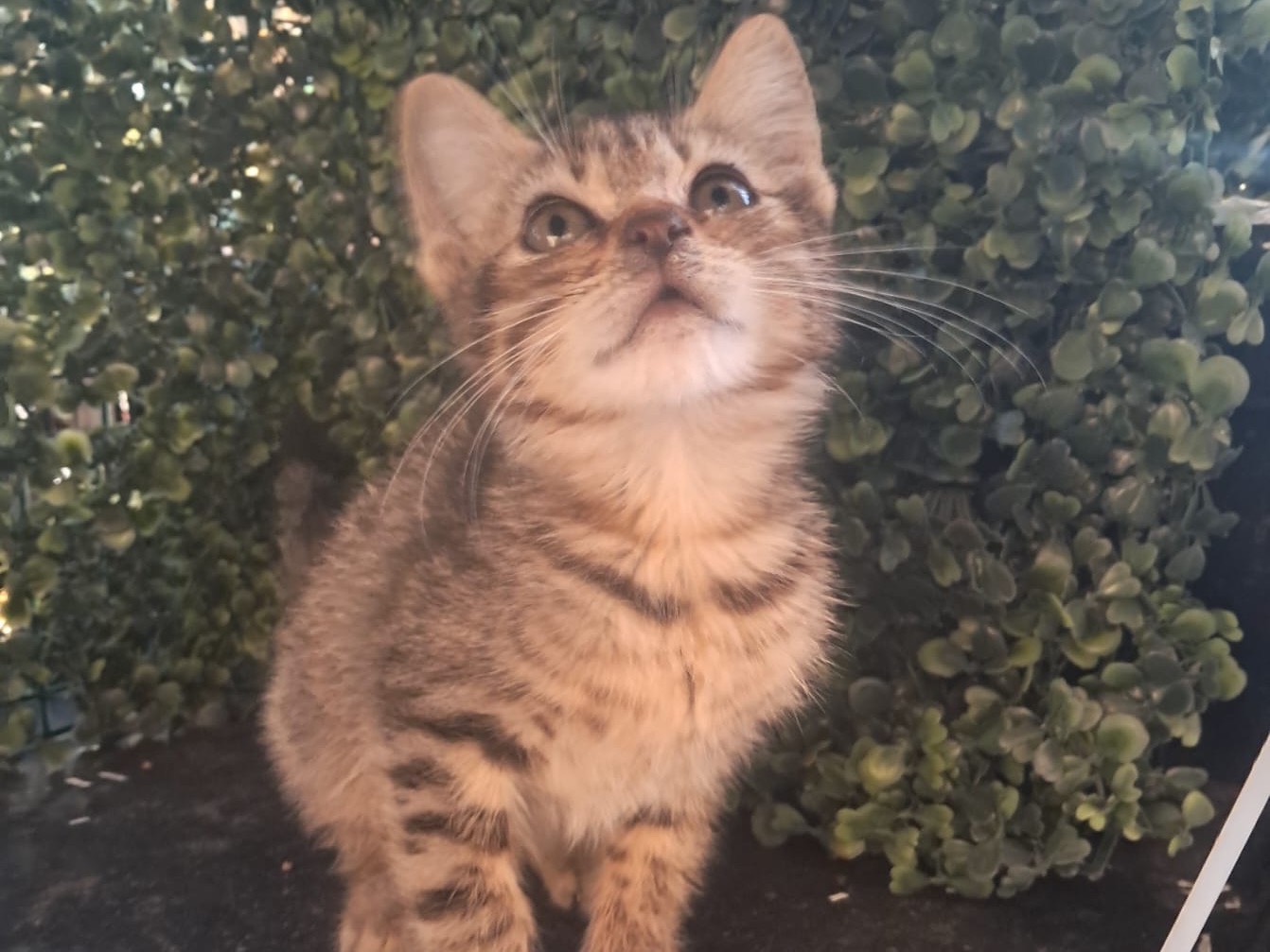 Adotta il cane GENNY a Crotone