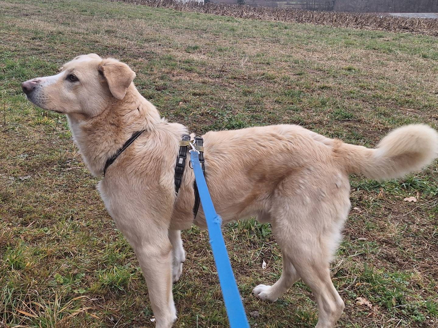 Vuoi adottare un cane a Como?