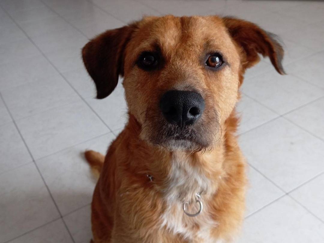 Adozione cane, maschio, Razza sconosciuta Razza sconosciuta, 2 anni e 5 mesi, taglia grande, Lodi