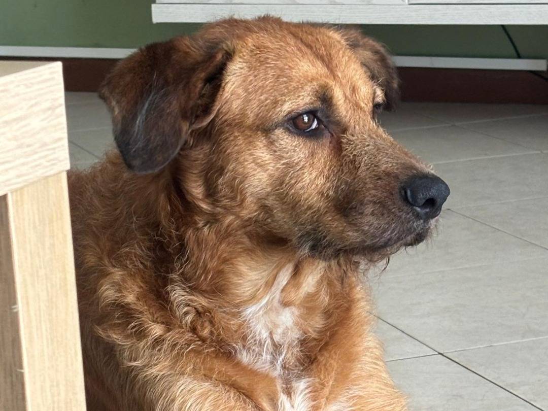 Adotta un cane, maschio, 2 anni e 5 mesi, Lodi