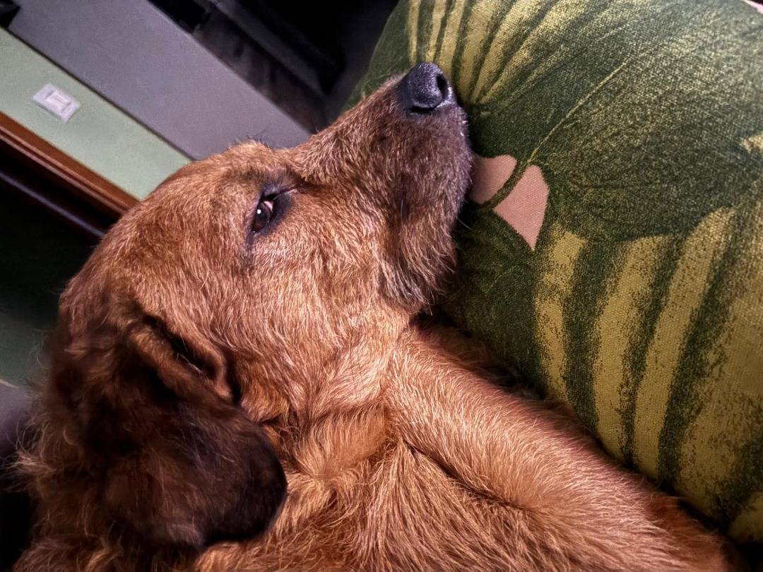 Adotta un cane, taglia grande, maschio, Lodi