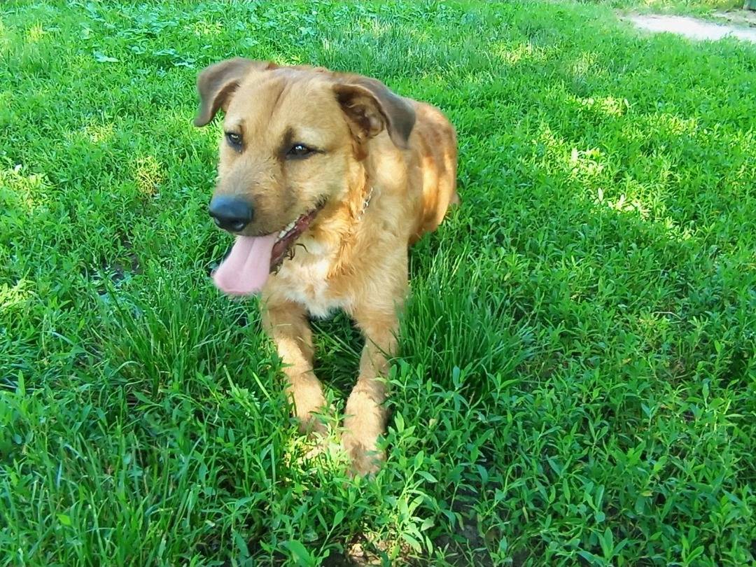 Vuoi adottare un cane a Lodi?