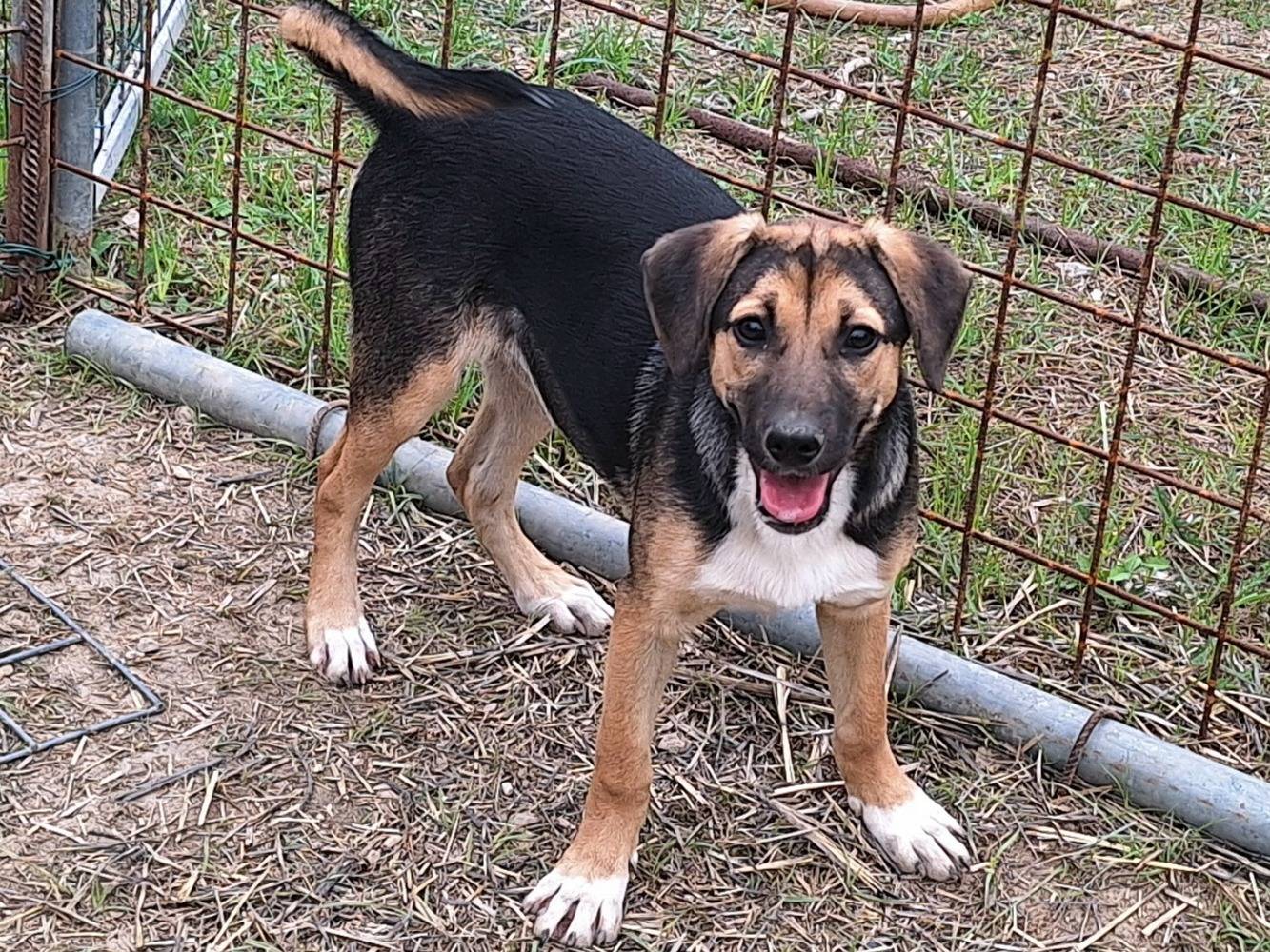 Adozione cane, femmina, Razza sconosciuta Razza sconosciuta, 5 mesi, taglia media contenuta, Teramo
