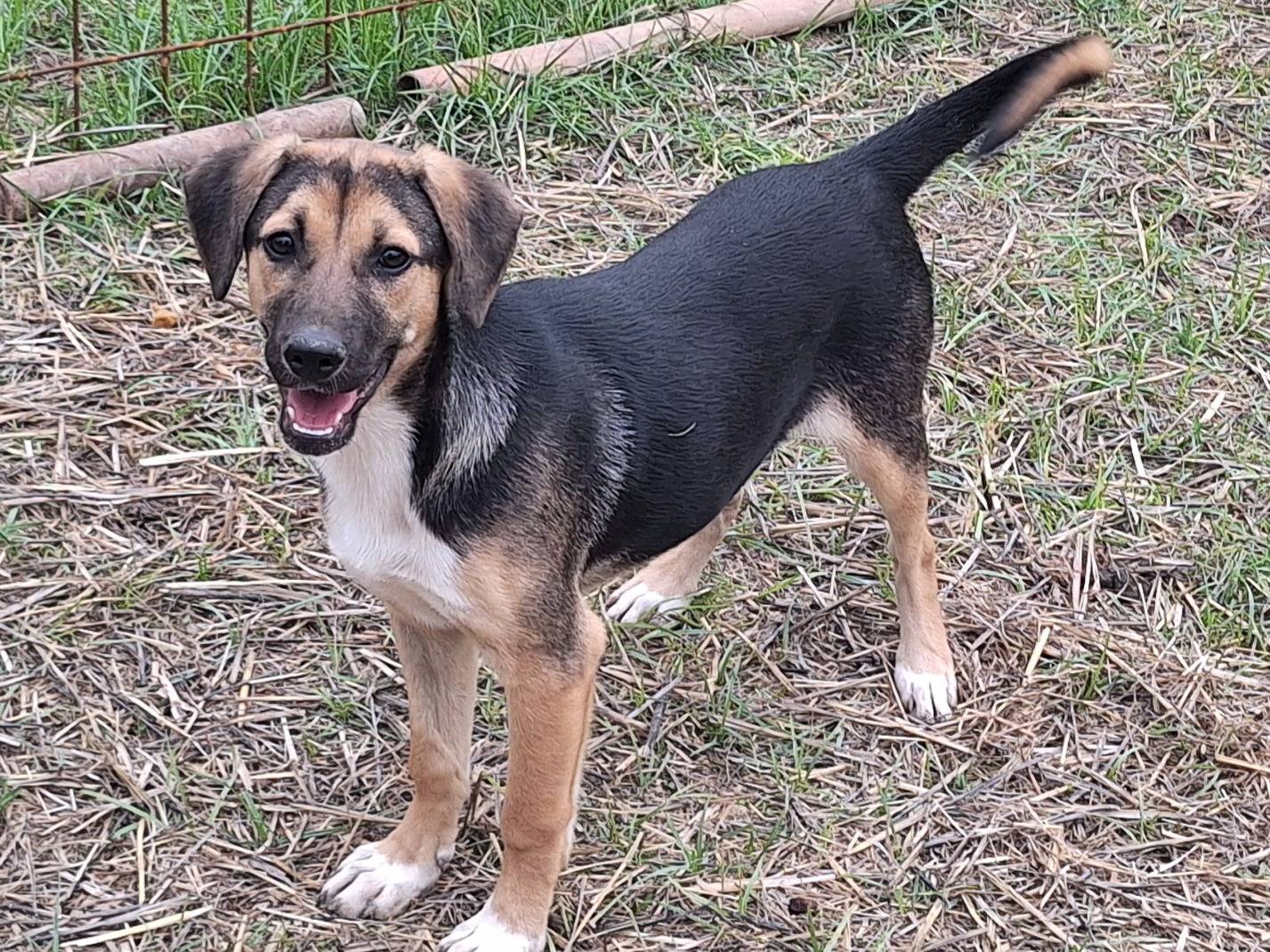 Adotta un cane, taglia media contenuta, femmina, Teramo