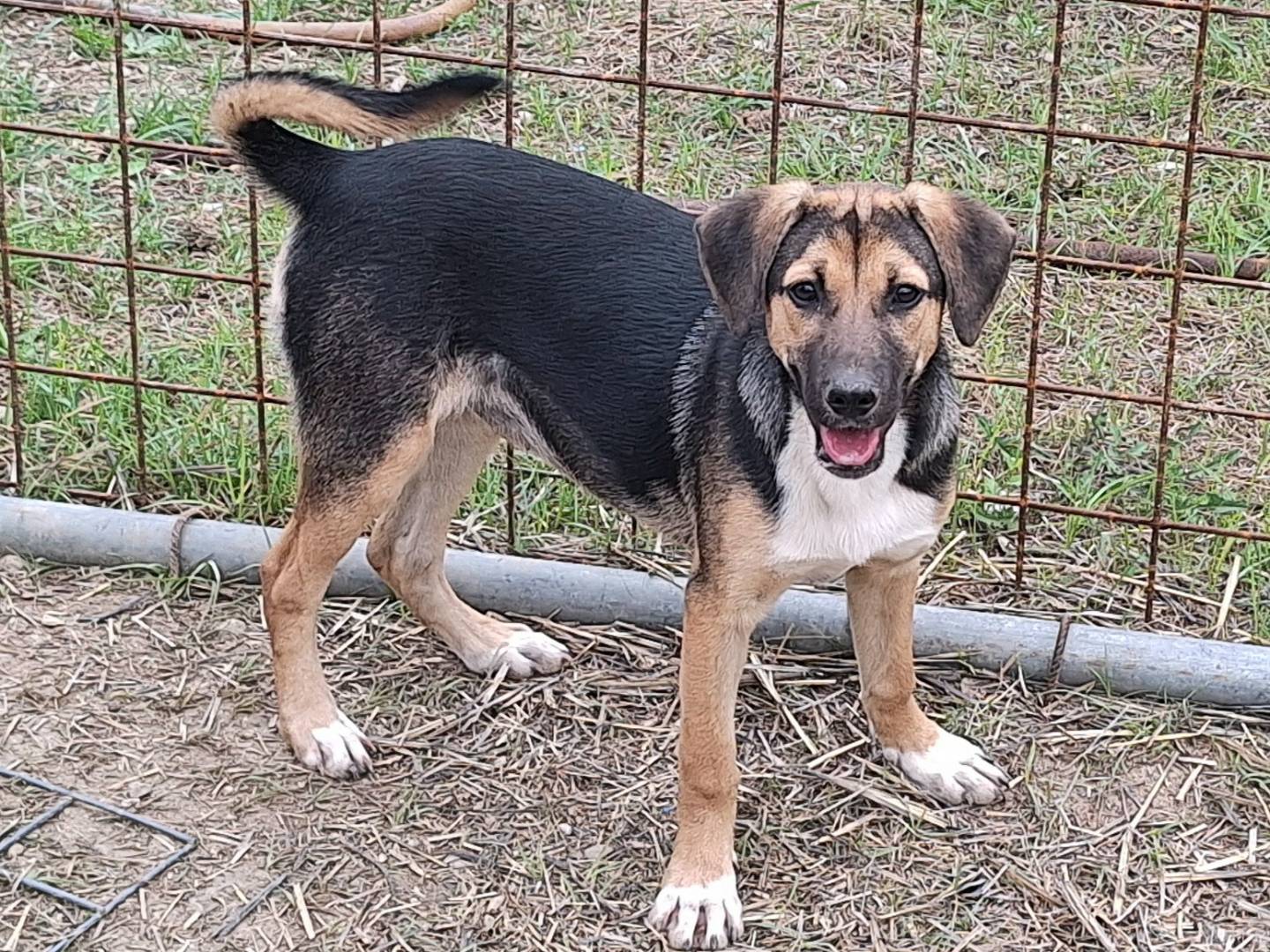 Vuoi adottare un cane a Teramo?
