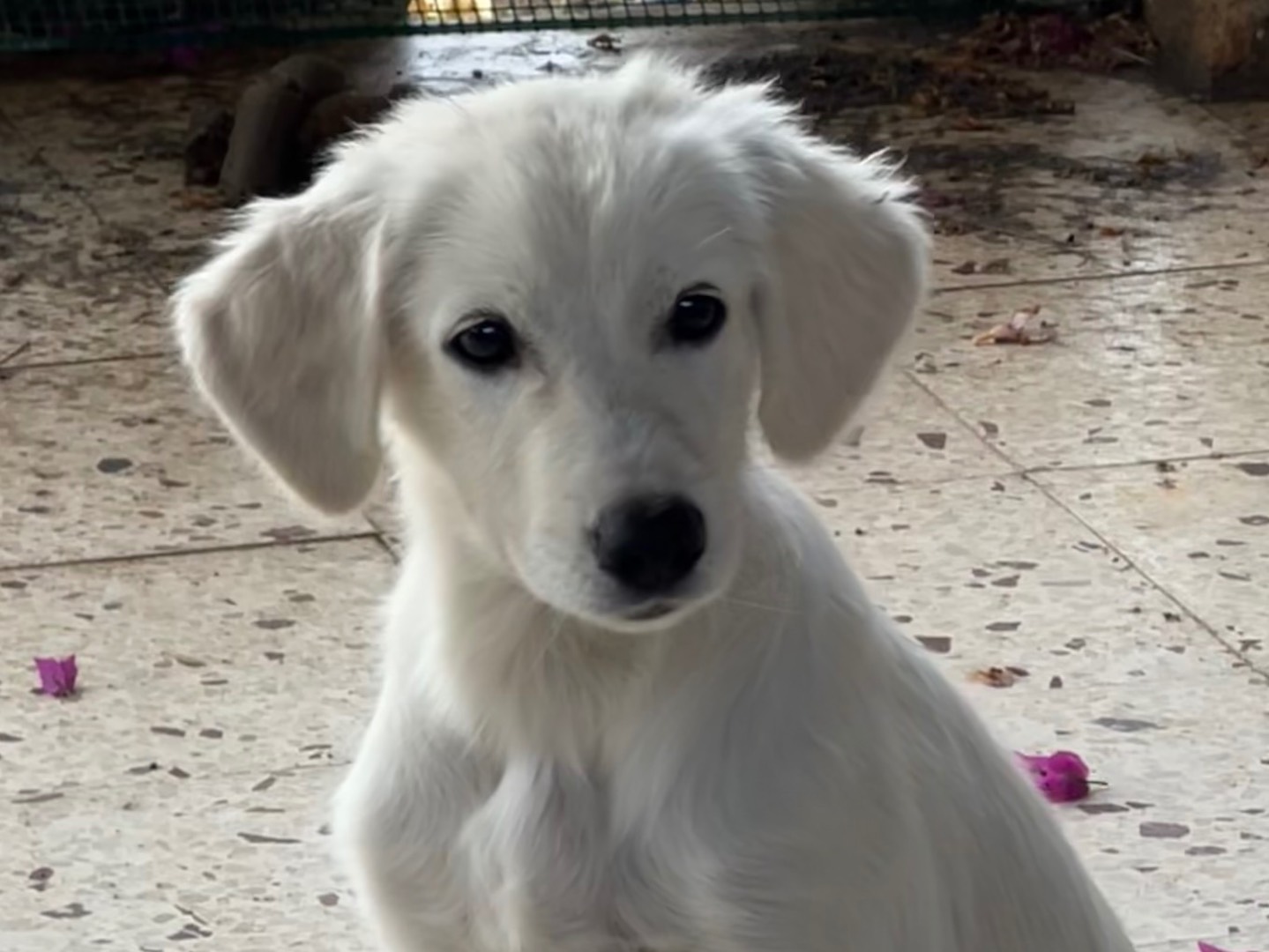 Adozione cane, femmina, Labrador Retriever Razza sconosciuta, 3 mesi, taglia media, Enna
