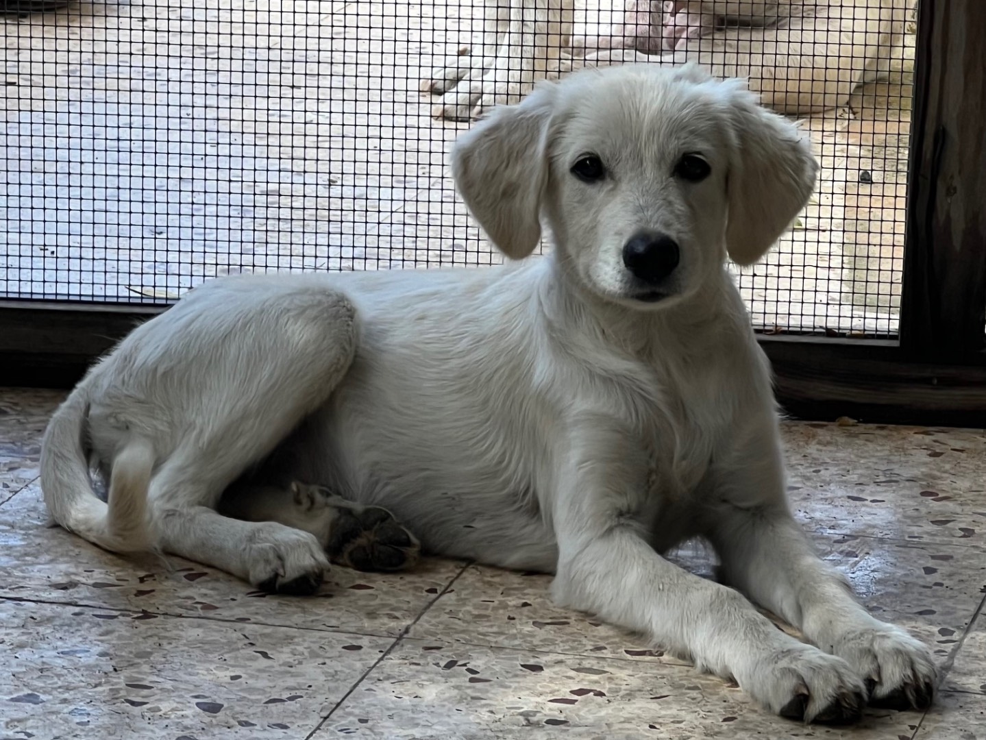 Adotta un cane, femmina, 3 mesi, Enna