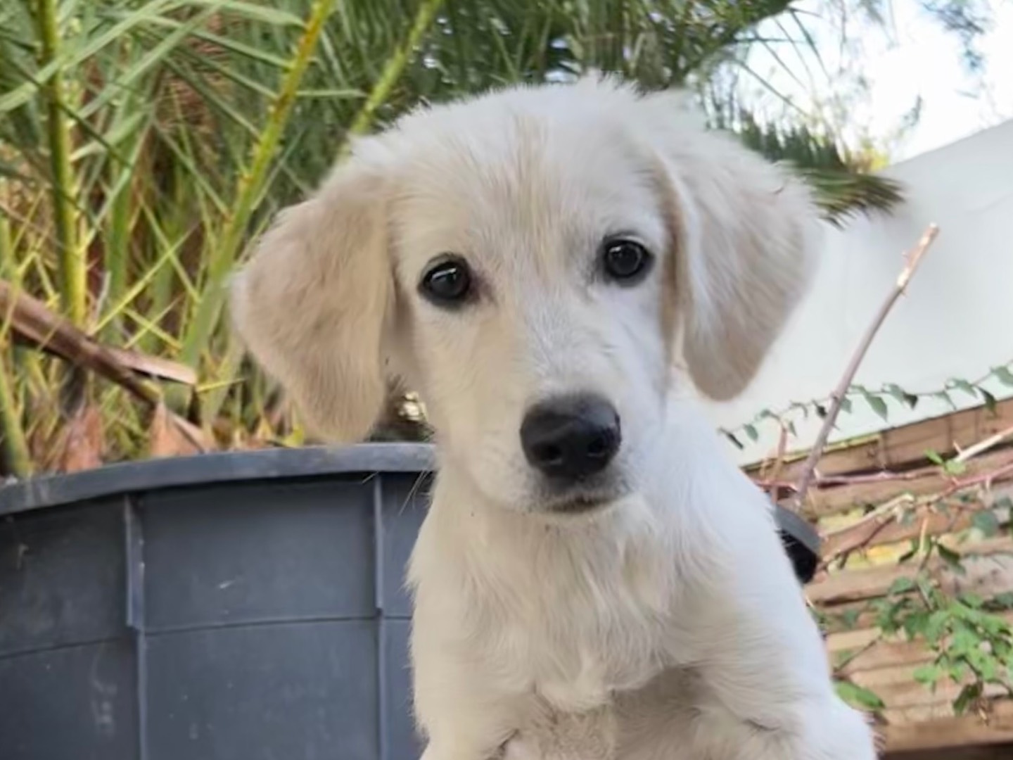 Adotta un cane, taglia media, femmina, Enna