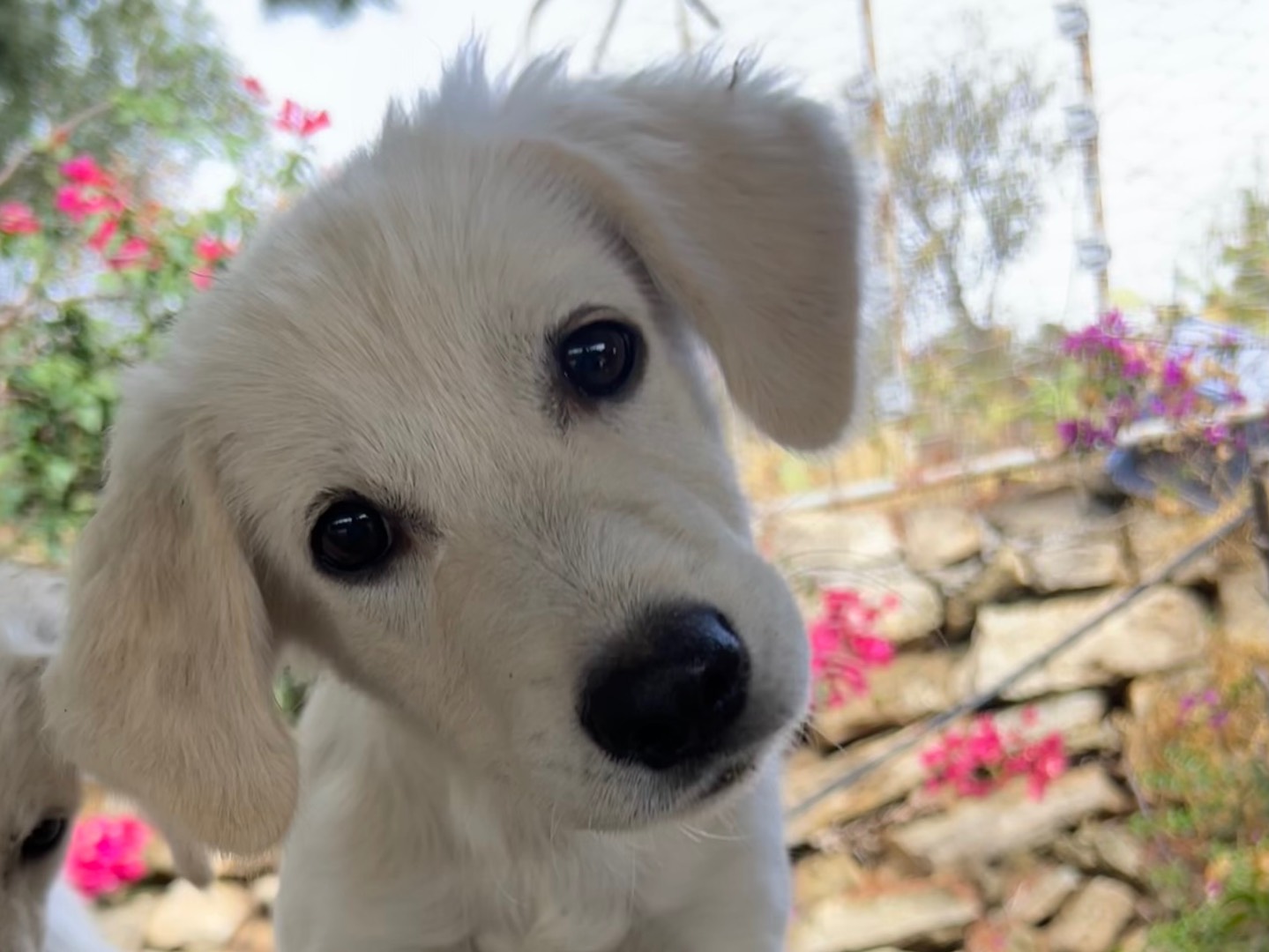 Vuoi adottare un cane a Enna?
