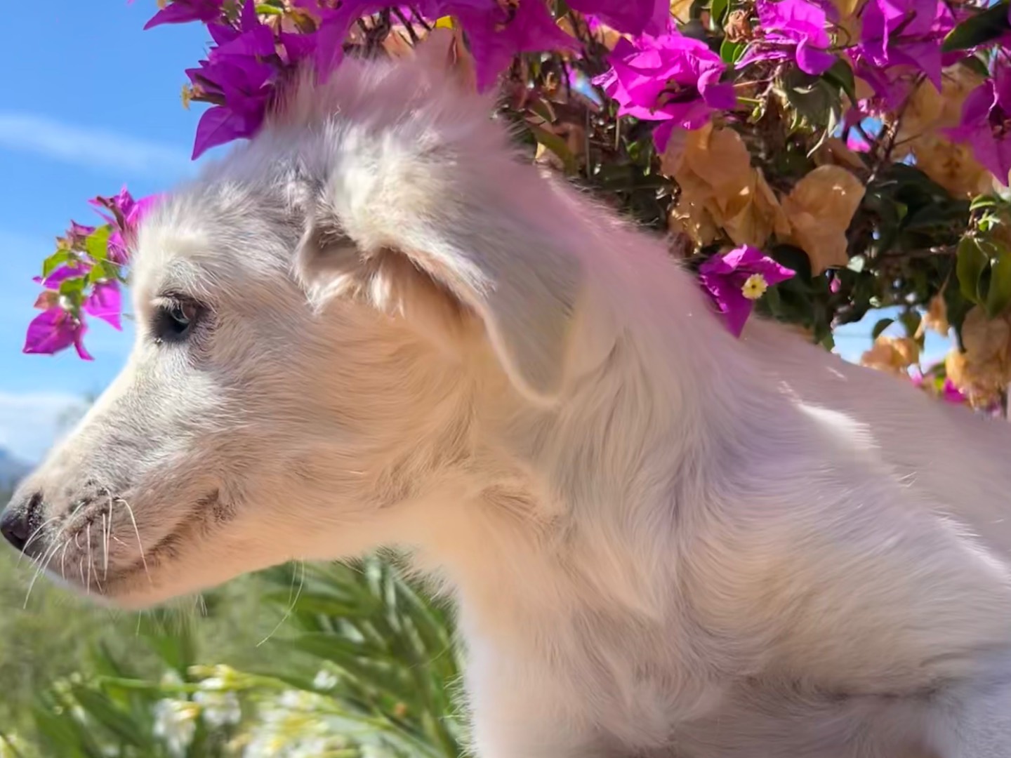 Adotta il cane Luce a Enna