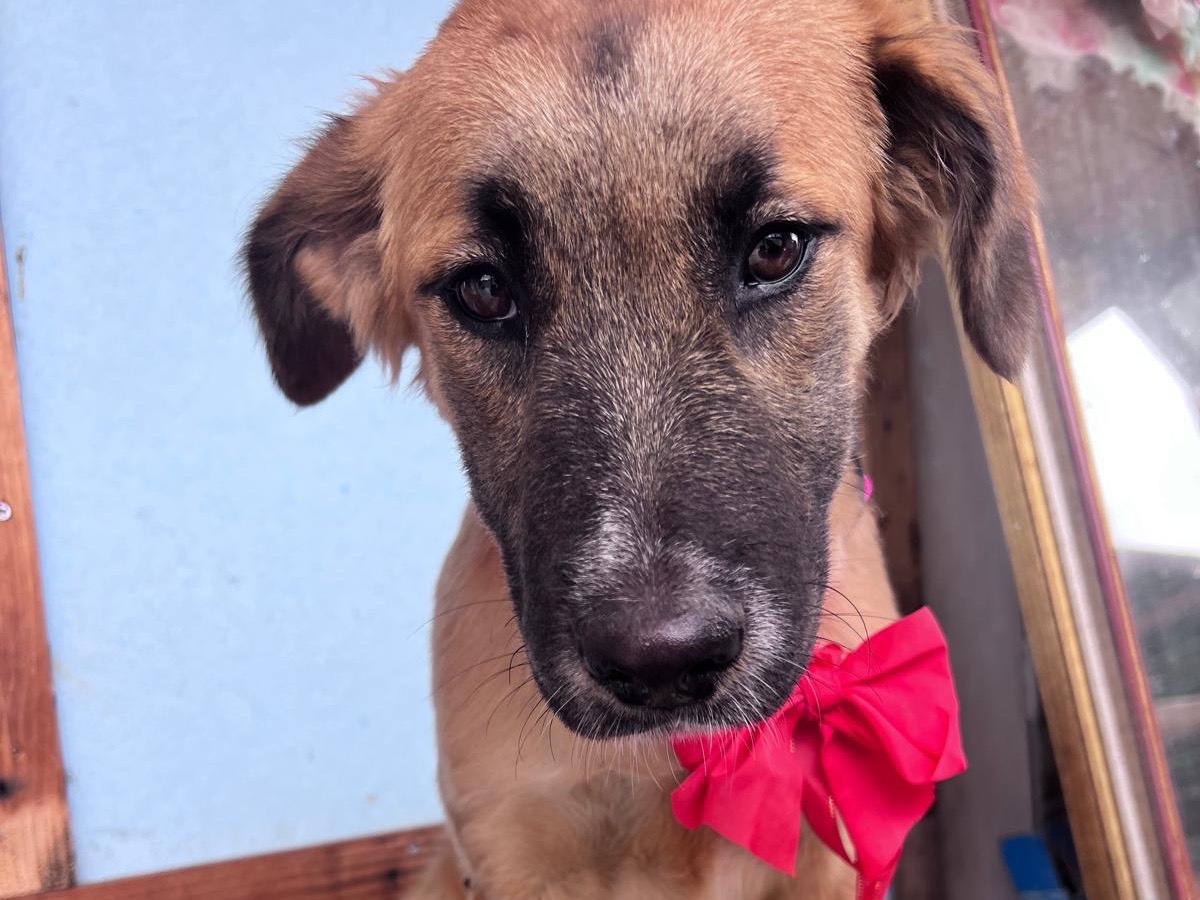 Adozione cane, femmina, Razza sconosciuta Razza sconosciuta, 5 mesi, taglia piccola, Bari