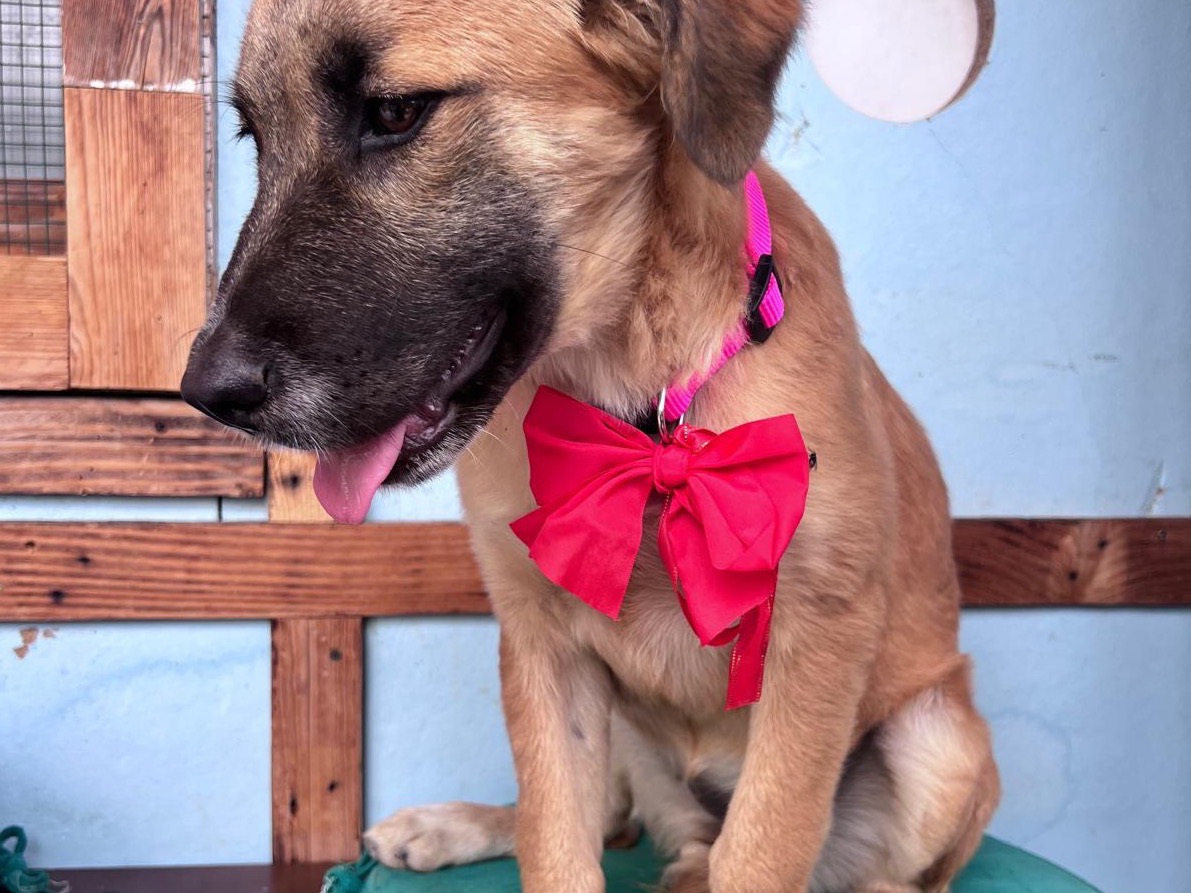 Adotta un cane, femmina, 5 mesi, Bari