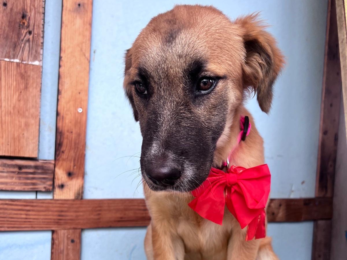 Adotta un cane, taglia piccola, femmina, Bari