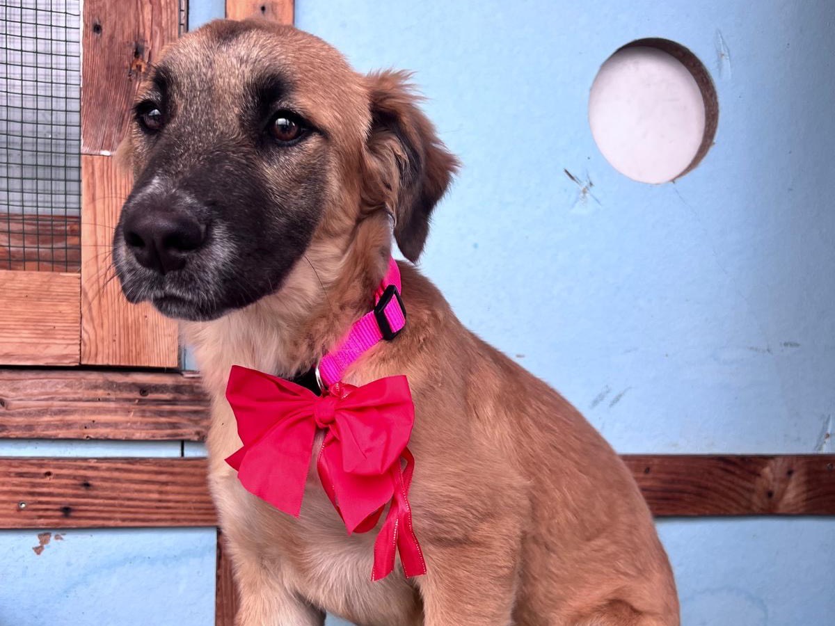 Vuoi adottare un cane a Bari?