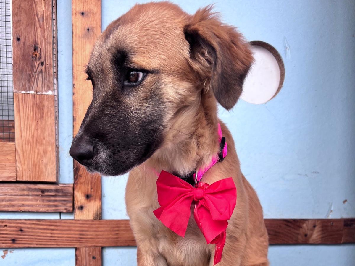 Adotta il cane Cassandra  a Bari