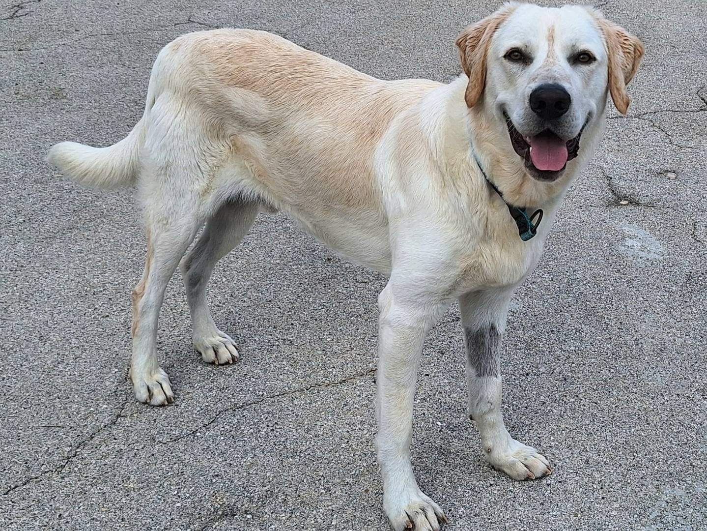 Adozione cane, maschio, Labrador Retriever Razza sconosciuta, 11 mesi, taglia grande, Teramo