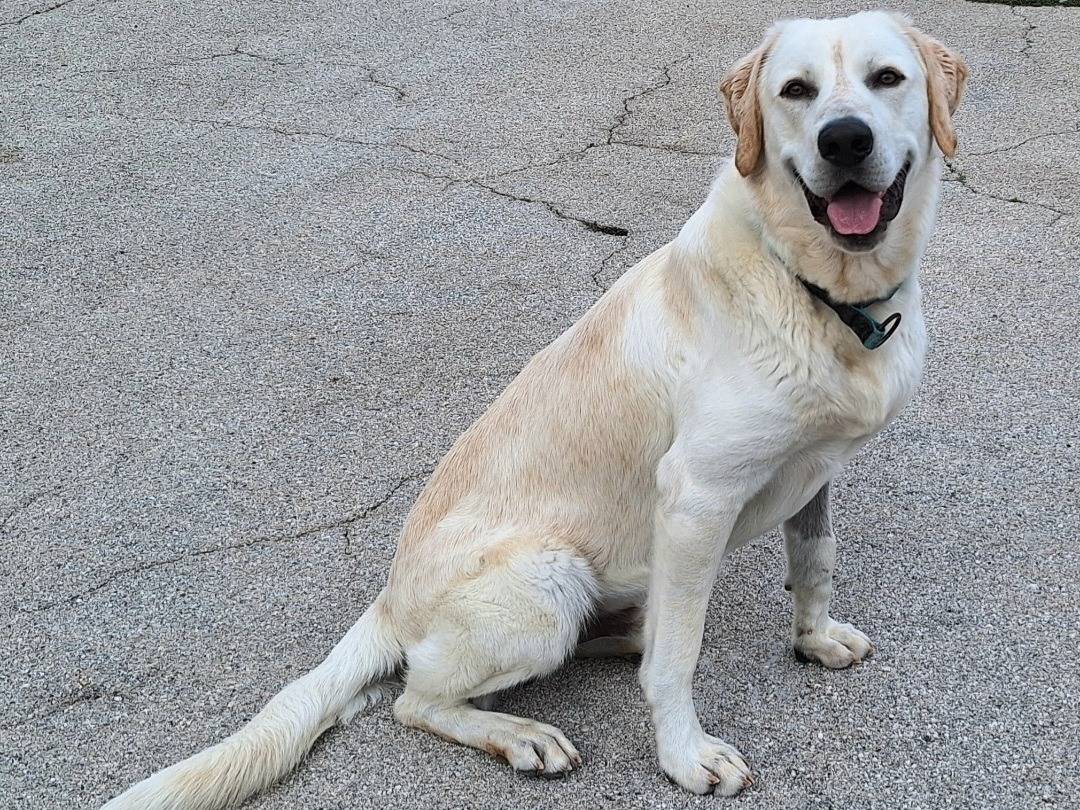 Adotta un cane, maschio, 11 mesi, Teramo