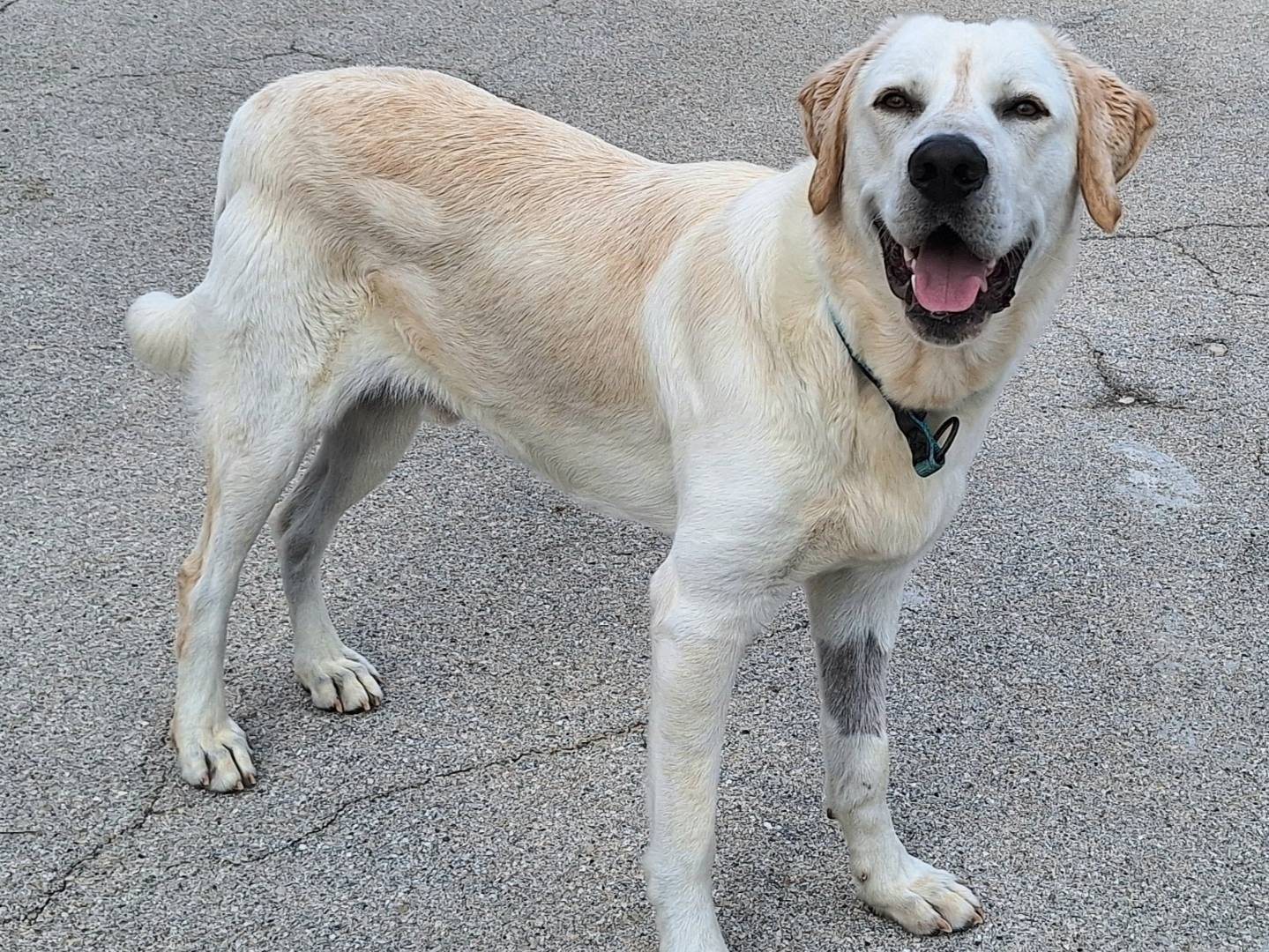 Adotta un cane, taglia grande, maschio, Teramo