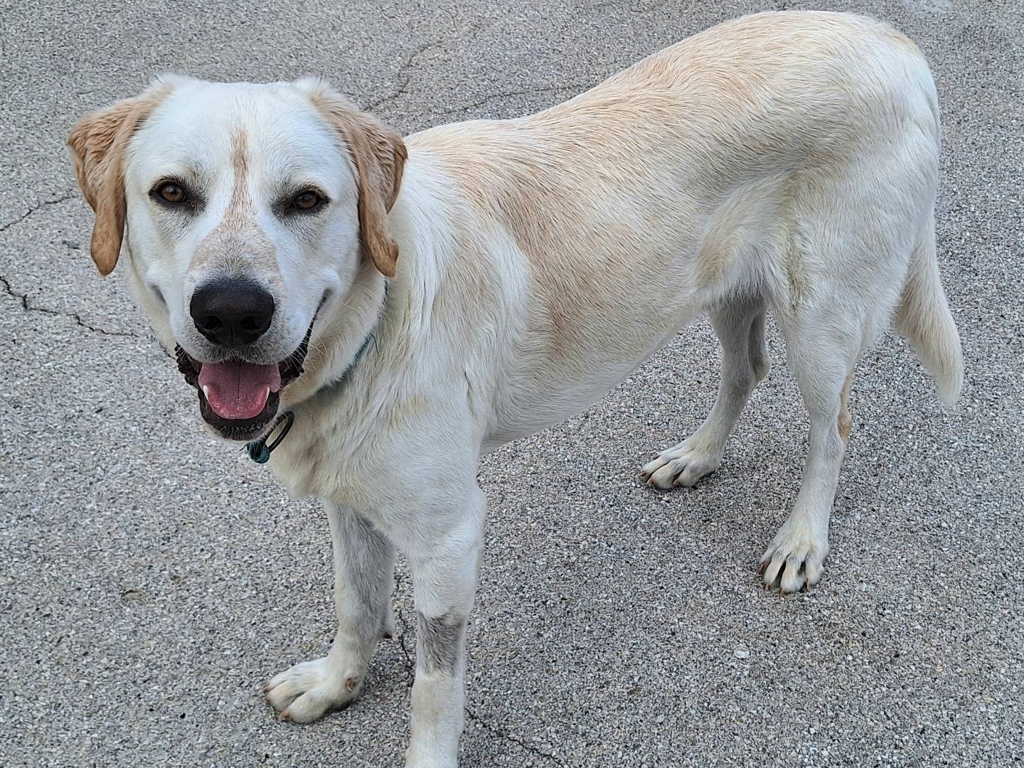 Vuoi adottare un cane a Teramo?