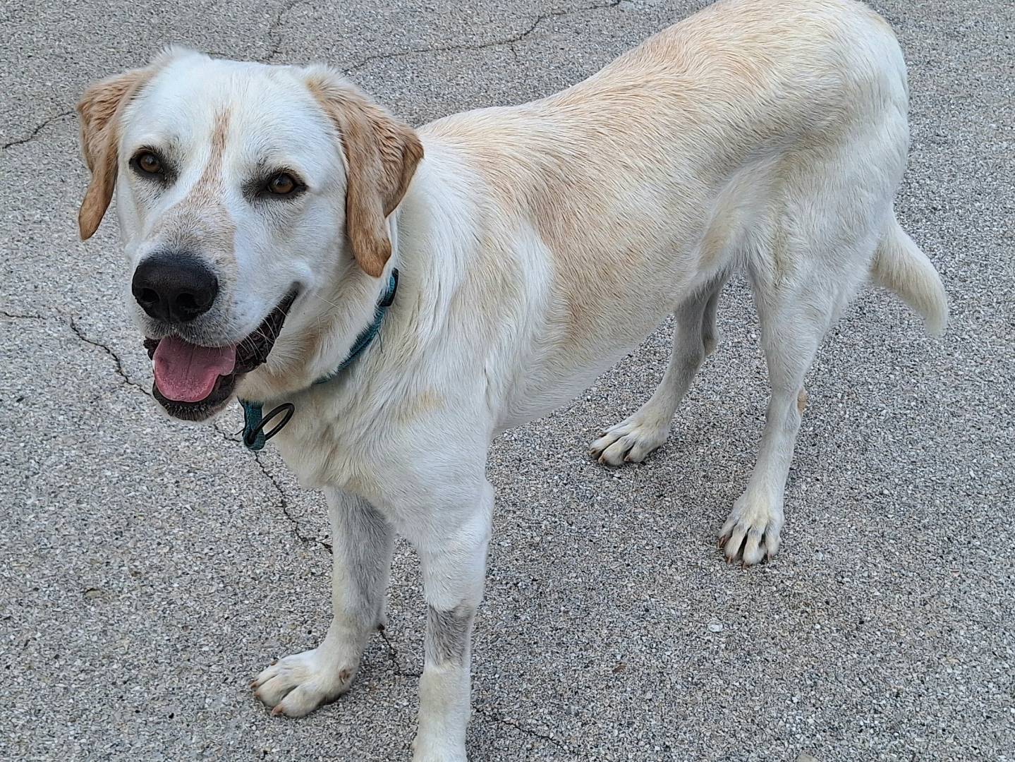 Adotta il cane Cooper a Teramo