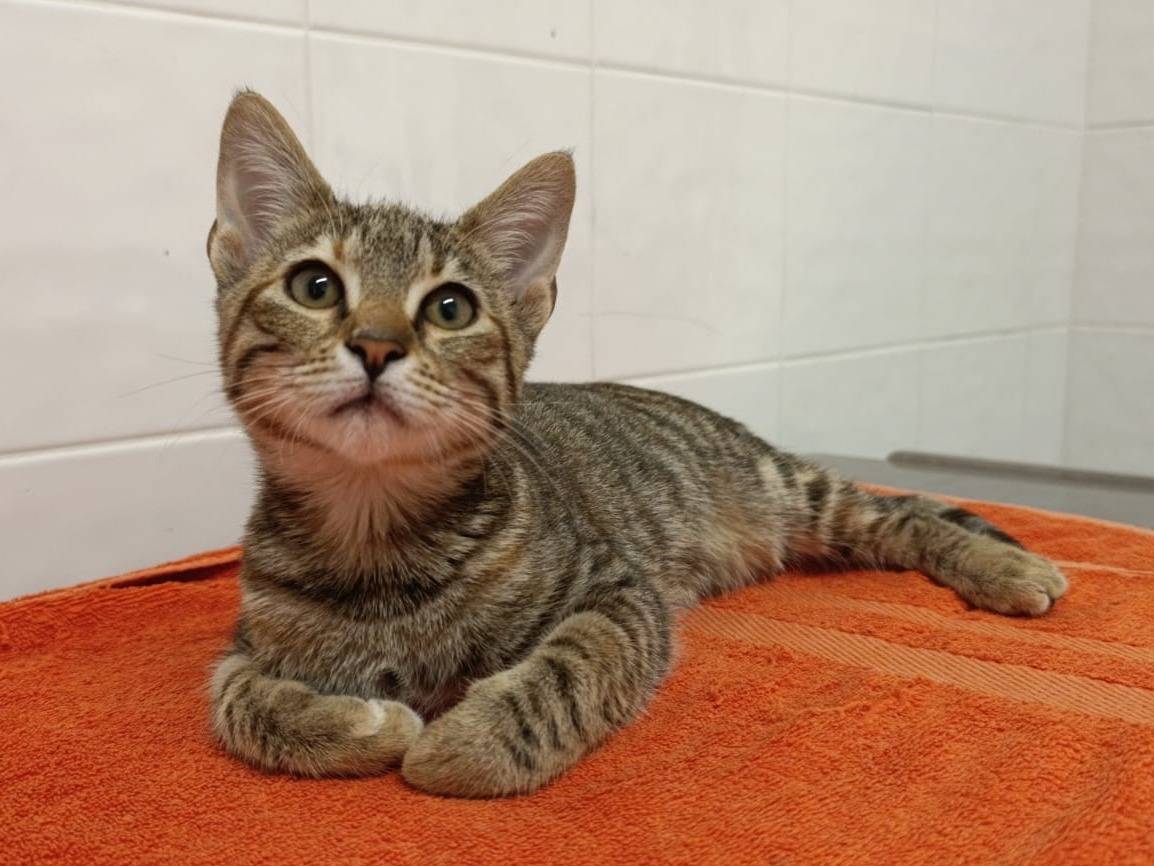 Adotta un gatto, taglia non valida, femmina, Roma