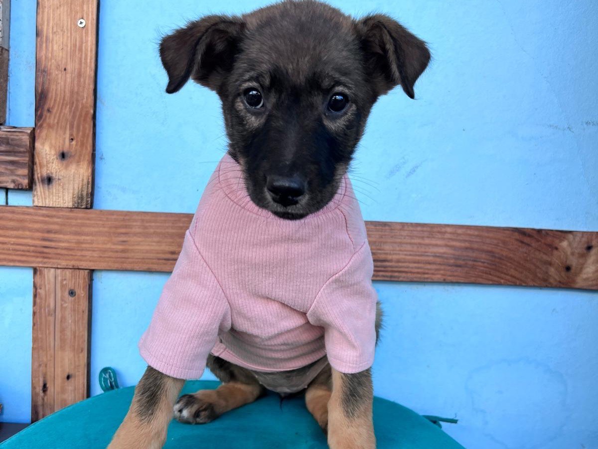Adozione cane, femmina, Razza sconosciuta Razza sconosciuta, 3 mesi, taglia piccola, Bari